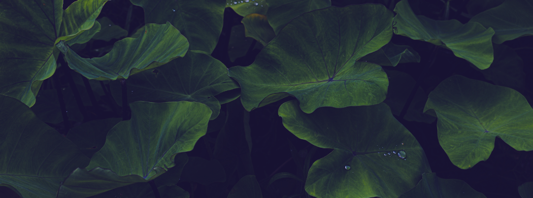 taro leaves
