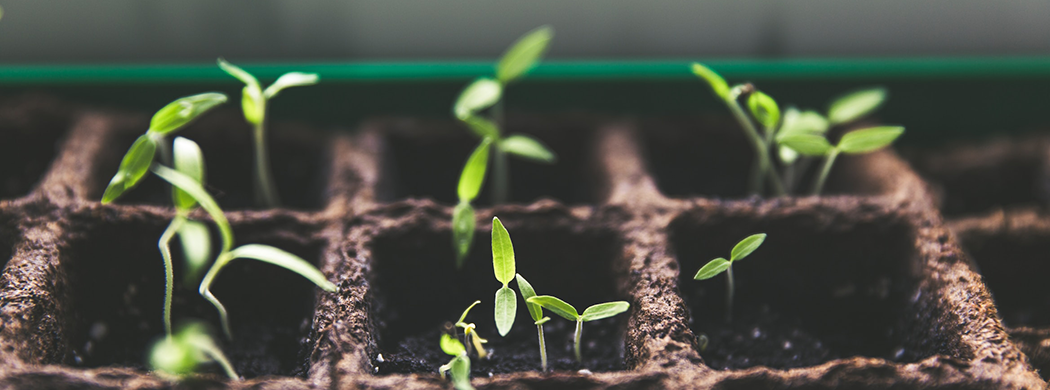 Seedlings